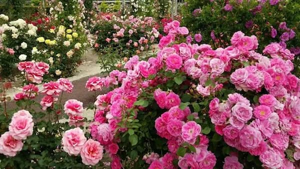تصویر 4 از فروش اسانس گل محمدی طبیعی + فروش صادراتی
